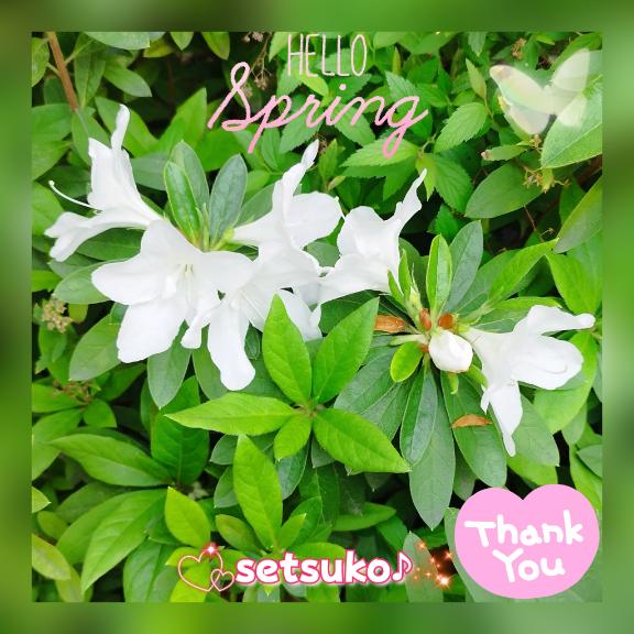 ☆★☆今日の誕生花??〜??完熟ばなな上野店・せつこ♪