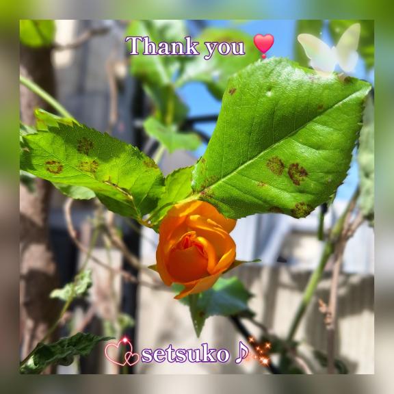 ?完熟ばなな上野店・せつこ♪