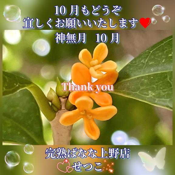 ☆★☆10月もどうぞ宜しくお願いいたします???完熟ばなな上野店・せつこ♪