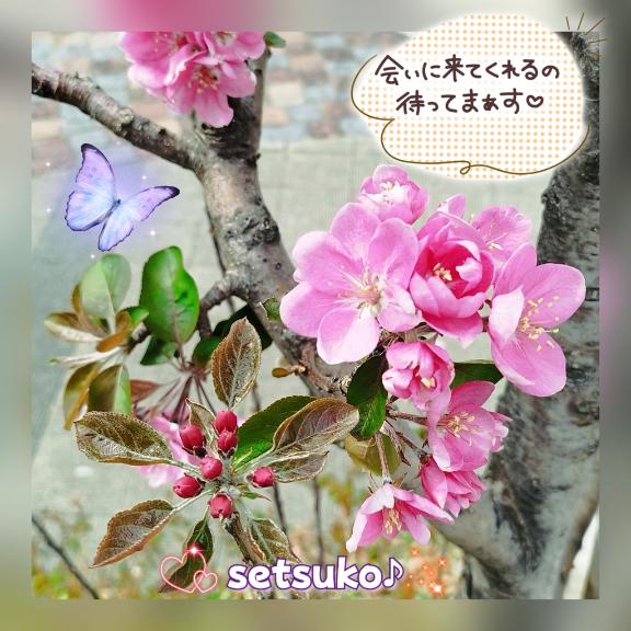 ☆★☆開花してました??完熟ばなな上野店・せつこ♪