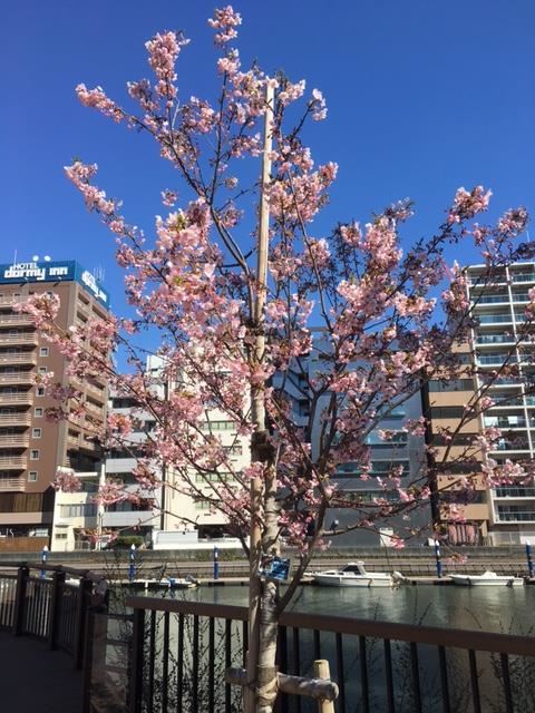 可愛い桜