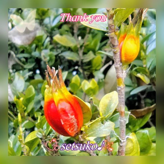 ?完熟ばなな上野店・せつこ♪