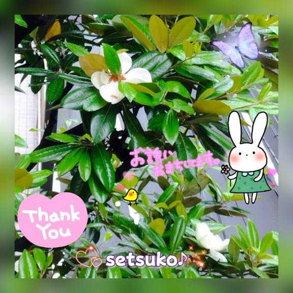 ☆★☆今年も開花しました??完熟ばなな上野店・せつこ♪