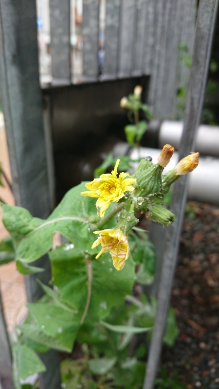 雨ですね