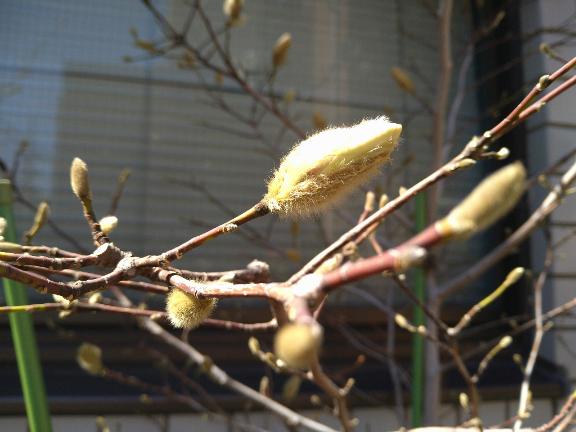 ありがとうございます?