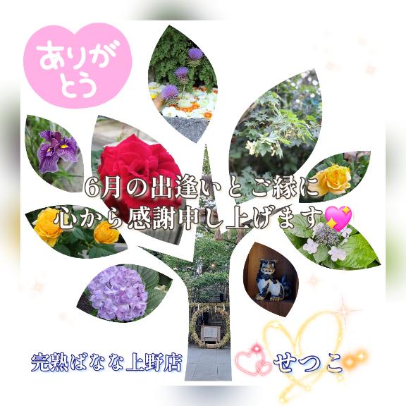 ☆★☆6月の素敵な出逢いとご縁に心から感謝を込めて??完熟ばなな上野店・せつこ♪