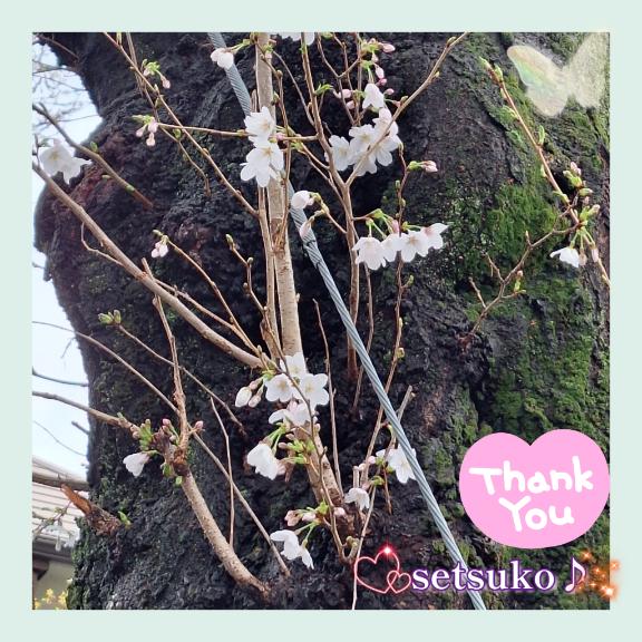 ?完熟ばなな上野店・せつこ♪