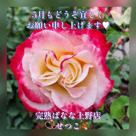 ☆★☆5月もどうぞ宜しくお願い申し上げます??完熟ばなな上野店・せつこ♪